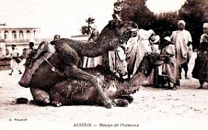 Algerie - Menage de Chameaux